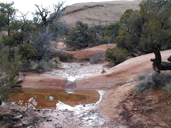 A desert scene with smooth rock, sand, and short green trees. Water flows over the rock and through the sand.