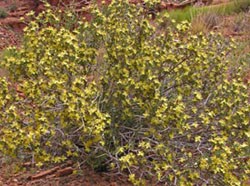 A small shrub with little yellow flowers