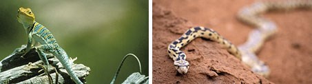 A composite image with two photos: a closeup of a bright yellow and green lizard and a closeup of a patterned yellow and black snake slithering on red sand