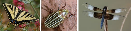 A composite image with three photos. The first photo is a closeup of a yellow butterfly with black stripes. The second photo is a closeup of a green and white striped beetle. The third photo is a closeup of a blue dragonfly with brown and white wings.