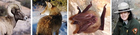 Composite image of four photos: a portrait of a bighorn sheep, a coyote looking over its shoulder, a closeup of a bat, and a park ranger in a flat hat