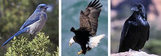 A composite image with three photos. The first photo is a closeup of a blue and white bird perched on a tree. The second photo is an action shot of a bald eagle in flight. The third photo is a closeup of a raven looking into the distance.