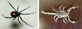 A composite image of two photos. The first photo is a closeup of a black spider with a red marking on its back. The second photo is a closeup of a tan scorpion with black stripes.