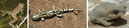 A composite image with three photos. The first photo is an action shot of a spotted frog jumping in water. The second photo is a closeup of a yellow and black salamander. The third photo is a closeup of a blue-gray toad with green spots.
