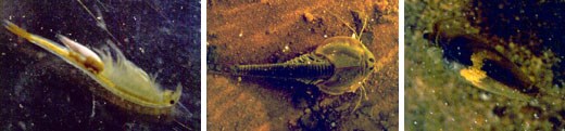 A composite image of 3 photos. The first photo is a closeup of a small yellow shrimp with hair-like legs. The second photo is a closeup of a small brown shrimp with a round and smooth body. The third image is a of a dark brown shrimp with yellow markings.