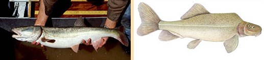 A composite photo with two images. The first image is a photo of a large blue-gray fish held up by two hands. The second image is a drawing of a green speckled fish with a small head.