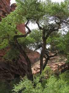 A tall tree with green leaves growing among red sandstone walls