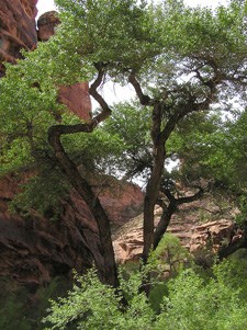 A large tree with many green leaves, growing among red sandstone walls