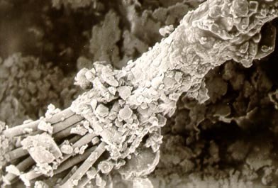 A black & white microscope image of many light-colored strands within a light-colored sheath. Small particles are stuck to these strands and sheath.