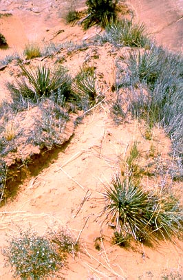 Spiky desert plants growing out of lumpy soil and sand