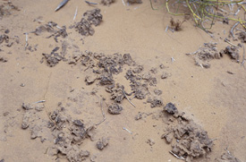 Lumpy dark sandy soil