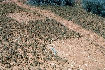 A field of lumpy black dirt with a worn footpath going through it. The path is loose sand and shows footprints.