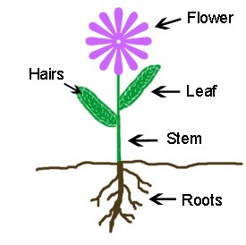 An illustration of a purple flower with fuzzy leaves. Each part of the flower is labeled: flower, leaf, hairs, stem, and roots