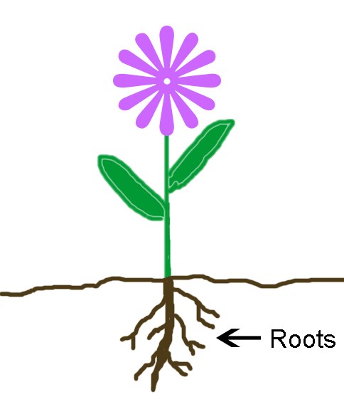 A simple illustration of a purple flower with roots growing into the ground. The roots are labeled "roots"