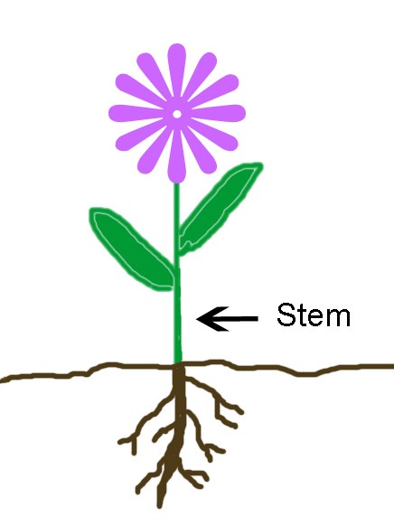 A simple illustration of a purple flower with roots growing into the ground. The stem is labeled "stem"