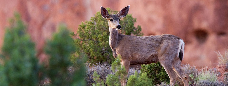 a deer with big ears and a black tipped white tail stands among green plants