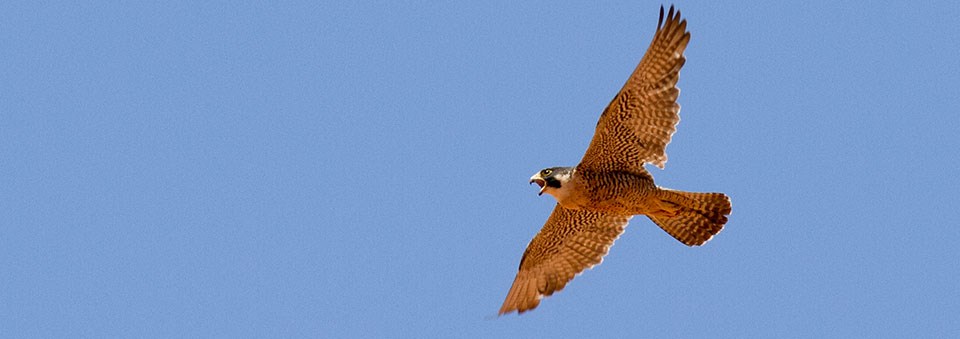 A bird with a dull orange body and black and white striped wings flying in a blue sky.