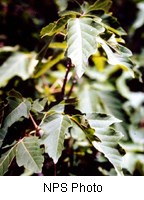 Green lobed leaves with sharp points on the edges.