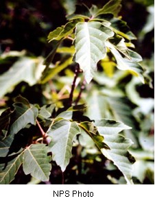 Green leaves with ragged, slightly sharp edges in groups of three attached to a pale pink colored branch.