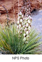 The base is a bunch of long pointed green leaves with a stalk of drooping white and pink flowers growing out of it
