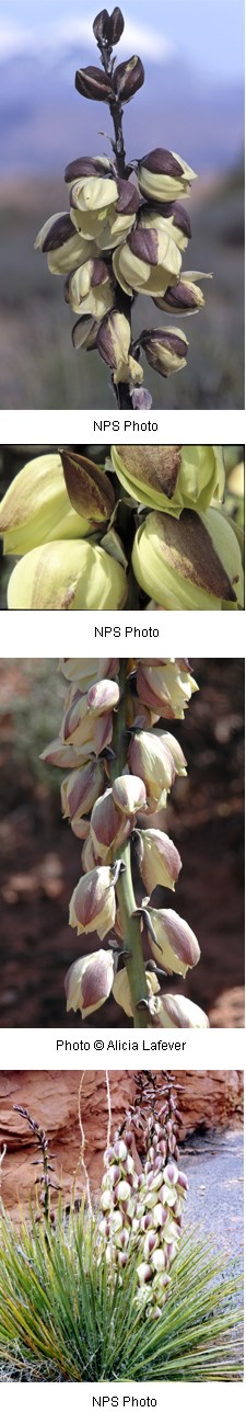 Yucca harrimaniae Yucca harrimaniae
