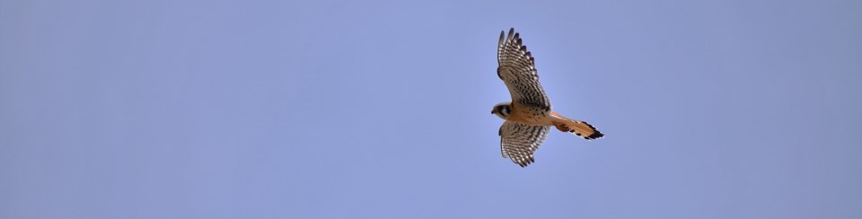 A bird with an orange body and black and white striped wings soaring over vast blue skies.