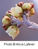 Growing on a rosy colored branch are pale yellow bell shaped flowers