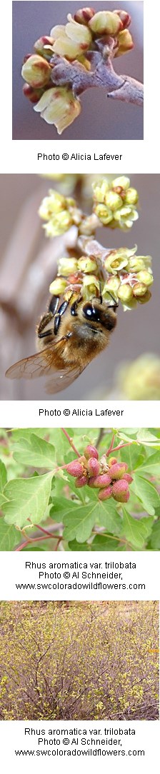 multiple images of small yellow flowers.