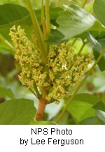 Small yellow flowers clustered on a reddish stem at the base of green leaves.