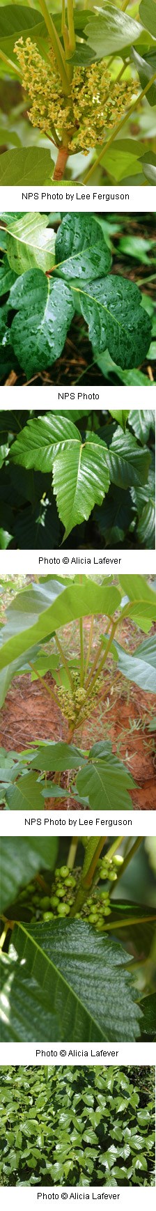 Multiple images of three green leaves and yellow flowers.