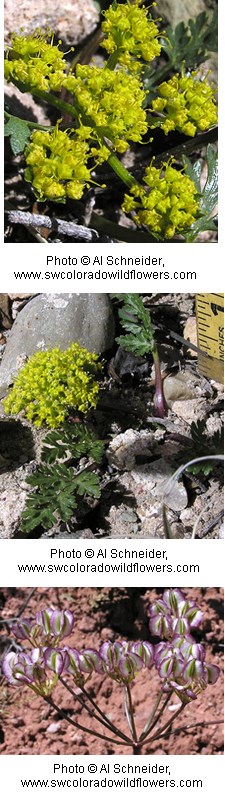 Clumps of small yellow flowers on a purplish green stem with broad serrated leaves.