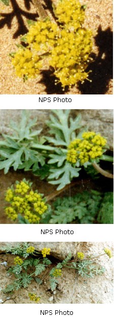 Tiny yellow flowers grown with leafy green leaves