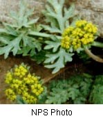 Clusters of tiny yellow flowers with small ragged-edged green leaves in the background.