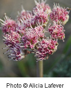 Clumps of flowers with whitish petals and purple centers.