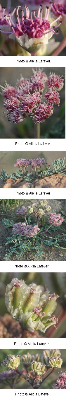 Cymopterus purpurascens Cymopterus purpurascens