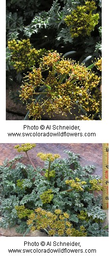 Cymopterus purpureus Cymopterus purpureus