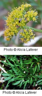 Small cluster of bright yellow flowers on a green stalk. Leaves are divided into a few pairs of oval leaflets.