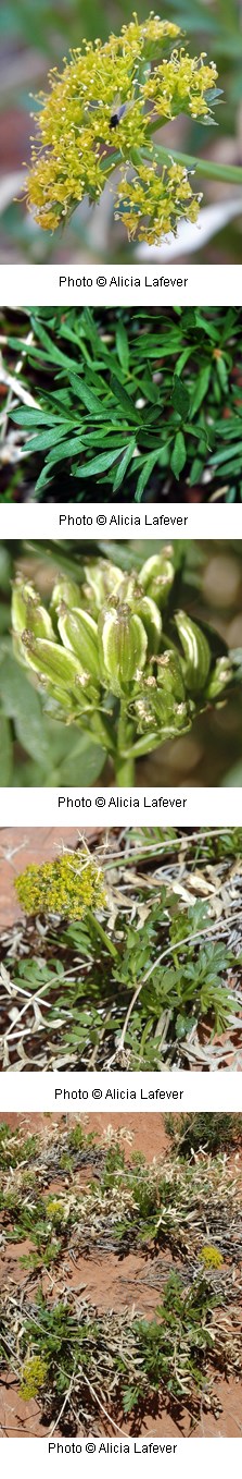 Multiple images of a plant with tiny yellow flowers growing in clumps.