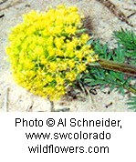 Umbrella shaped cluster of yellow flowers on a brown stem with small oval shaped leaves.
