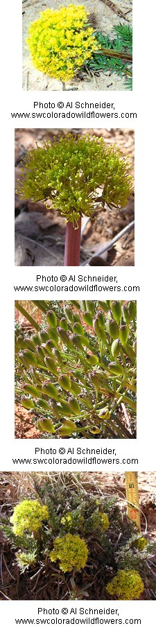 Multiple images of tiny yellow flowers growing in clumps.