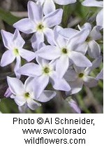 Bright white star shaped flowers with yellow center.