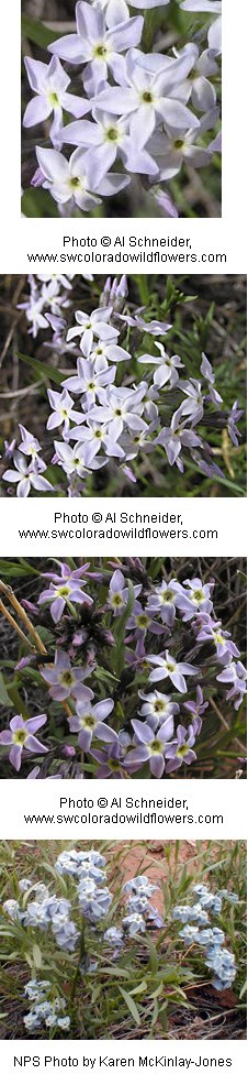 Five-petal white flower with a small green center attached to long pointed leaves.