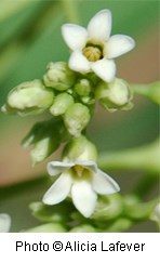 Two white, five petalled flowers with a yellow center. Several green flower buds attached to same stalk.