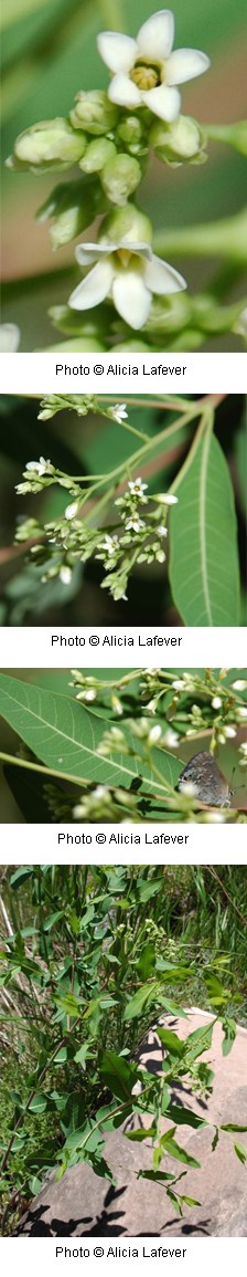 Two white, five petalled flowers with a yellow center. Several green flower buds attached to same stalk. Oval Shaped leaves with a sharp tip.