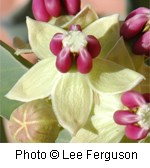 Light yellow star shaped flower with little shapes around center that look like pink soft seeds.