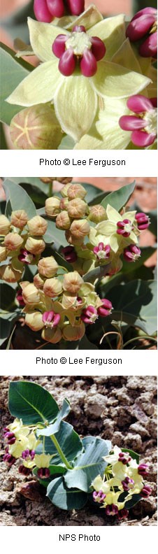 Five petalled creamy yellow flower with five deep pink balls that look like seeds in the center.