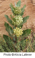Plant with large green leaves with clusters of small yellowish-white flowers