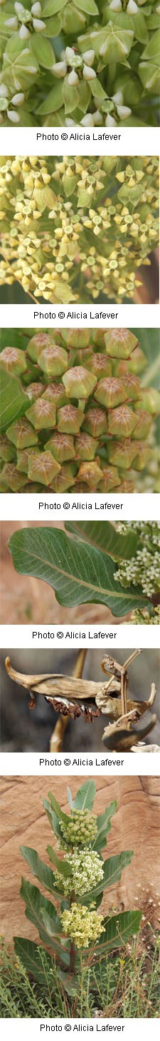 Six photos of varies closeups of small yellow flowers in an umbrella shape with large oval shaped green leaves.