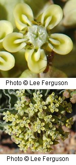Two photos. The top is a flower with 5 rounded petals in a light yellow color. The bottom shows a cluster of many of this flower in a rounded shape.