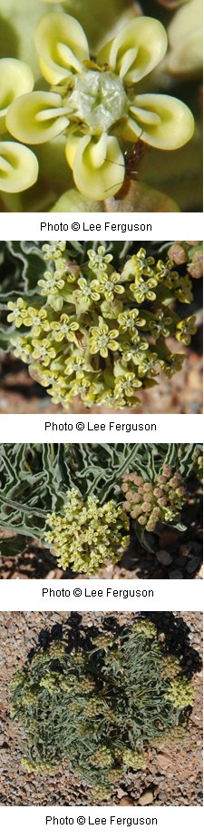 Four photos of various closeups of a light colored yellow flower with five petals. Silvery green thin leaves.